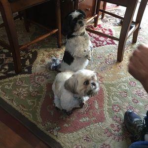 Meet your Posher, Sandy